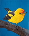 Western Tanager, Brit Hansen