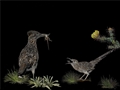 Fledgling, Sonja Jones