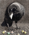 Have You Lost Your Marbles?, Susan Morris