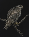 Peregrine, Anne Palmer