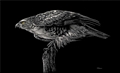 Red-tailed Ready, Set…, Anne Palmer
