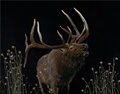 Bull Elk in Rut, Sonja Jones