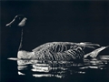 Canadian Honker, Sonja Jones