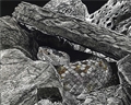 Rattler in the Rocks, Sonja Jones