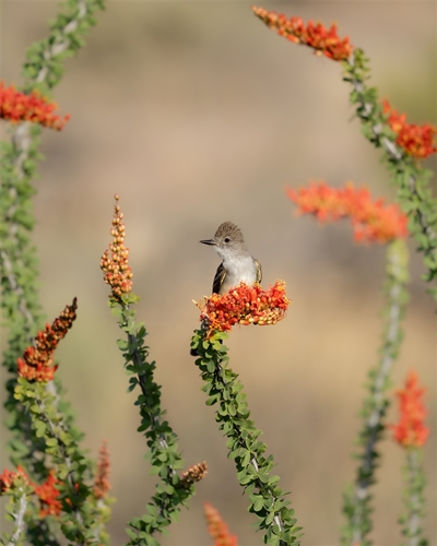 Ash-Throated Flycatcher, Jennifer Mancuso