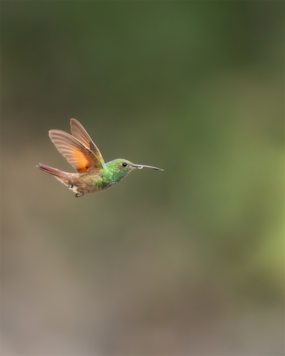 Berylline Hummingbird, Jennifer Mancuso