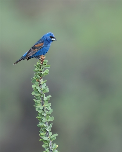 Blue Grosbeak, Jennifer Mancuso