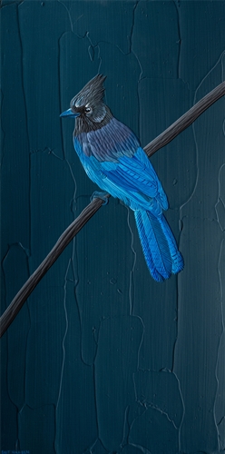Steller’s Jay, Brit Hansen