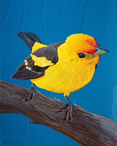 Western Tanager, Brit Hansen