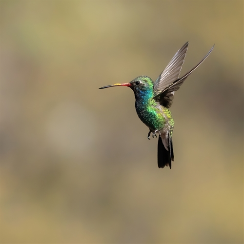 Broad-Billed Hummingbird, Jennifer Mancuso