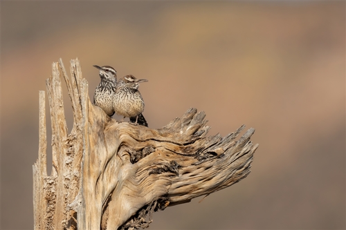 Cactus Wrens, Jennifer Mancuso
