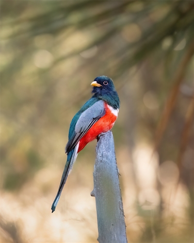 Coppery-Tailed (“Elegant”) Trogon, Jennifer Mancuso