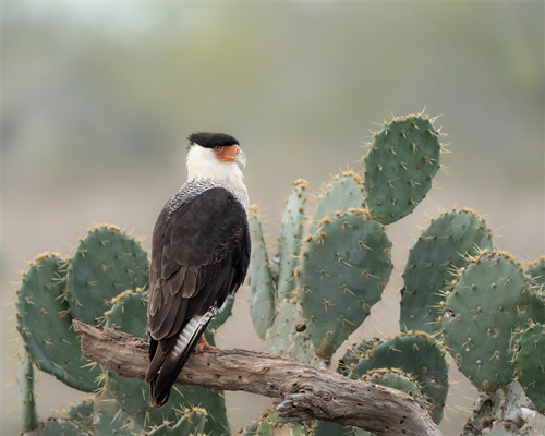 Crested Caracara, Jennifer Mancuso