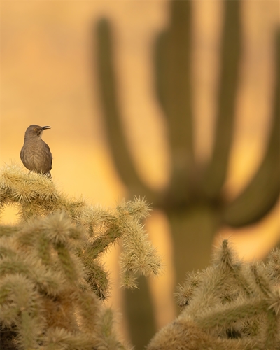 Curved-Bill Thrasher, Jennifer Mancuso
