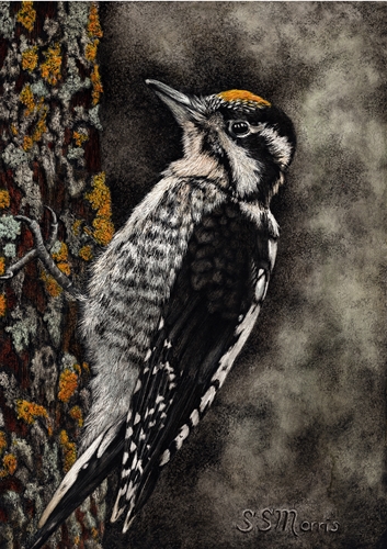 Dressed To Match, Susan Morris