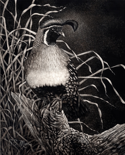 Gambels Quail, Susan Morris