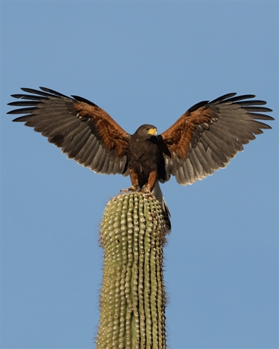 Harris’s Hawk, Jennifer Mancuso