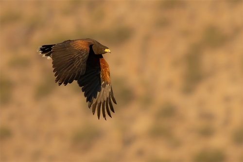 Harris’s Hawk, Jennifer Mancuso
