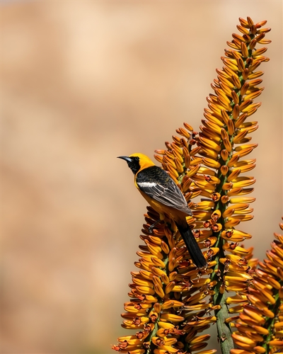 Hooded Oriole, Jennifer Mancuso