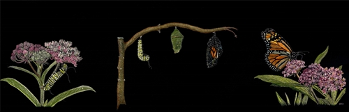 Metamorph, Sonja Jones