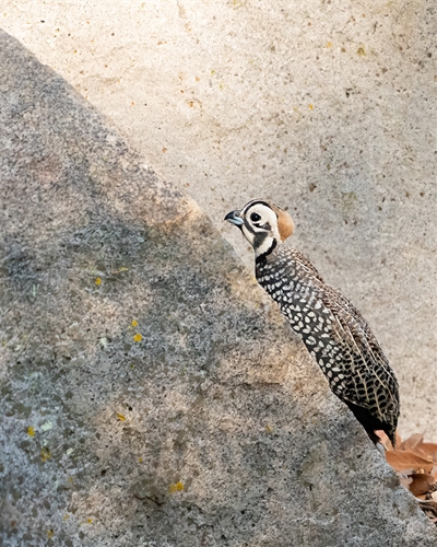 Montezuma Quail, Jennifer Mancuso