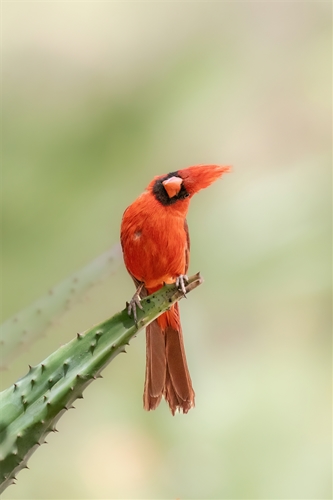 Northern Cardinal, Jennifer Mancuso