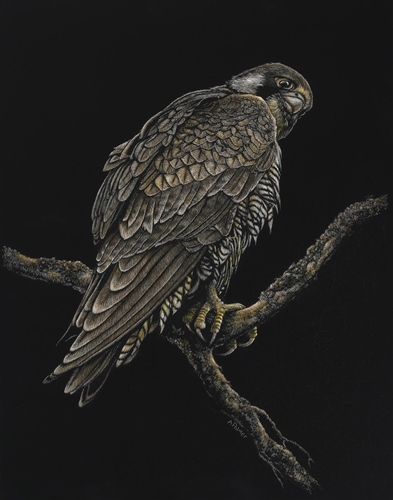 Peregrine, Anne Palmer