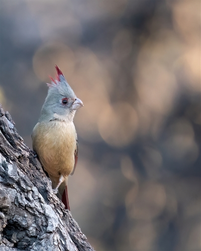 Pyrrhloxia, Jennifer Mancuso