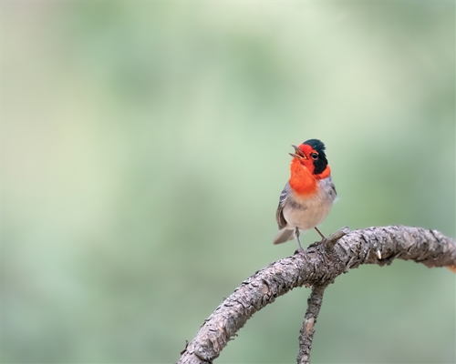 Red-Faced Warbler, Jennifer Mancuso