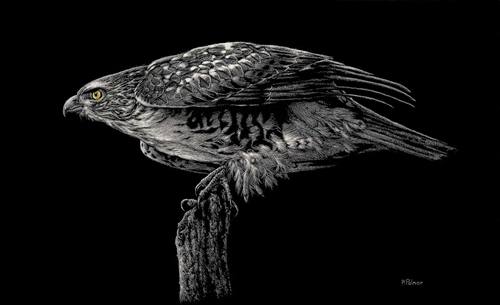 Red-tailed Ready, Set…, Anne Palmer