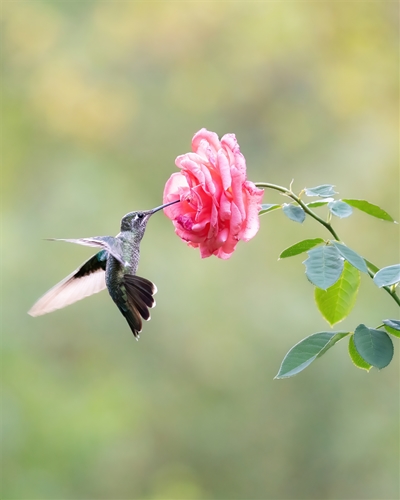 Rivoli’s Hummingbird, Jennifer Mancuso