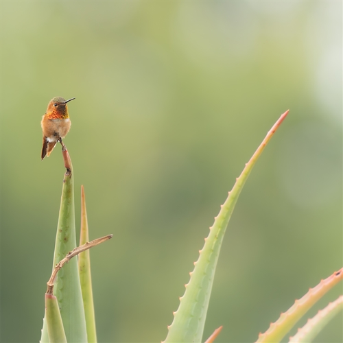 Rufous Hummingbird, Jennifer Mancuso