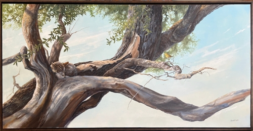 Shared Space, David Lash