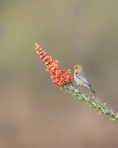 Verdin, Jennifer Mancuso