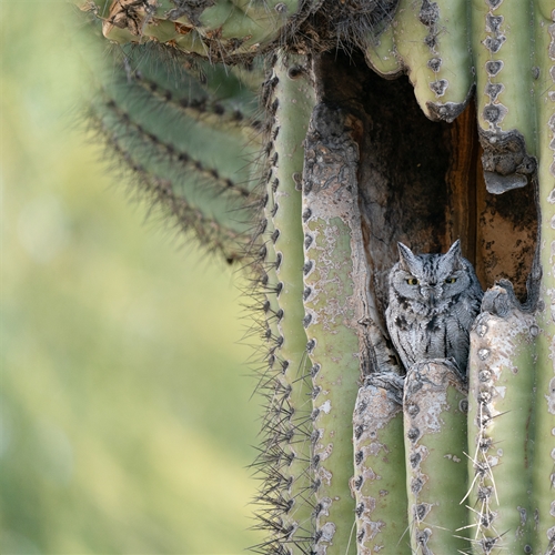 Western Screech Owl, Jennifer Mancuso