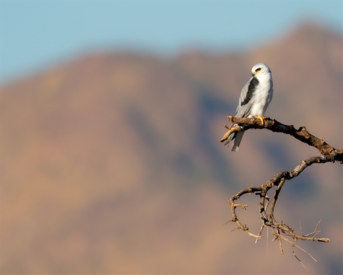White-Tailed Kite, Jennifer Mancuso