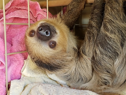 Linne's two-toed sloth